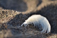 /album/%e7%a7%8b/%e7%a7%8b%e3%81%ae%e6%83%85%e6%99%af%e3%80%80%e3%80%80%ef%bd%9e%e7%a0%82%e3%81%ab%e8%88%9e%e3%81%86%e7%be%bd%ef%bd%9e-jpg/